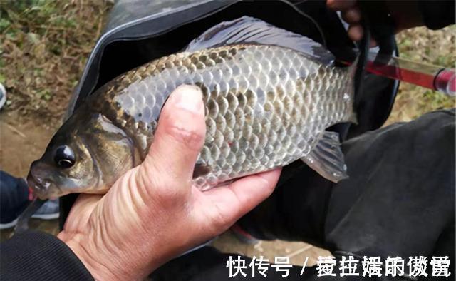 气温|野钓鲫鱼，不能钓底需要钓浮的几个时机，鱼层变化，钓法要跟着变