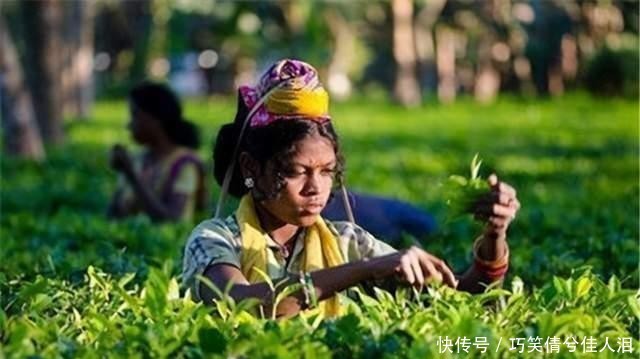 茶叶|中国作为茶叶发源地,为何每年还要花费2亿多,从印度进口茶叶?