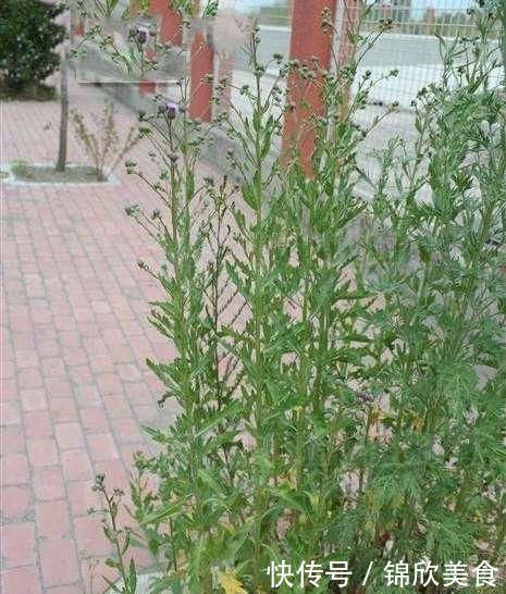 它是风湿关节炎的克星,学名“顶羽菊”,农村很常见,遇到别错过