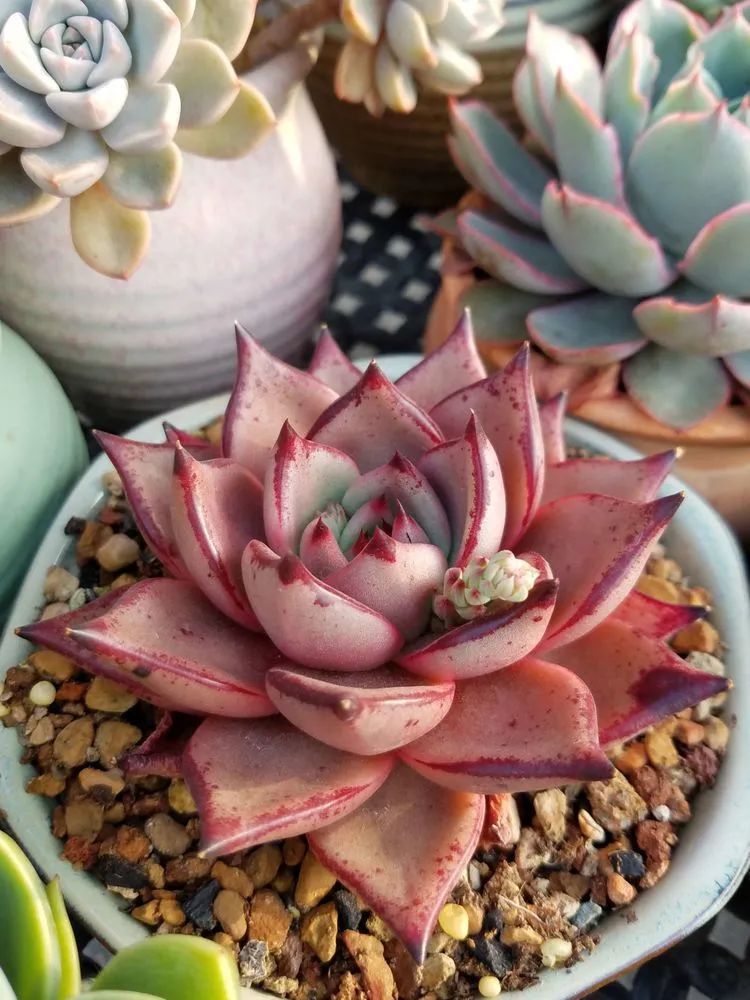 养肉三年,分享养肉经验,谈谈适合逆开挂区的多肉!