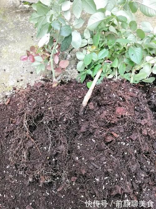 营养土还在买？3种东西混一混，变成万能花土，养啥旺啥！