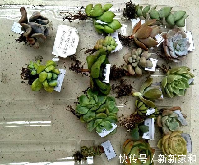营养土|10块钱买了一堆不知名的多肉,回家这样搭配起来,30天大变样