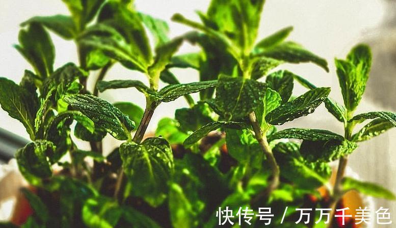 湿润|薄荷调味又养眼，阳台种1盆，新叶蹭蹭长