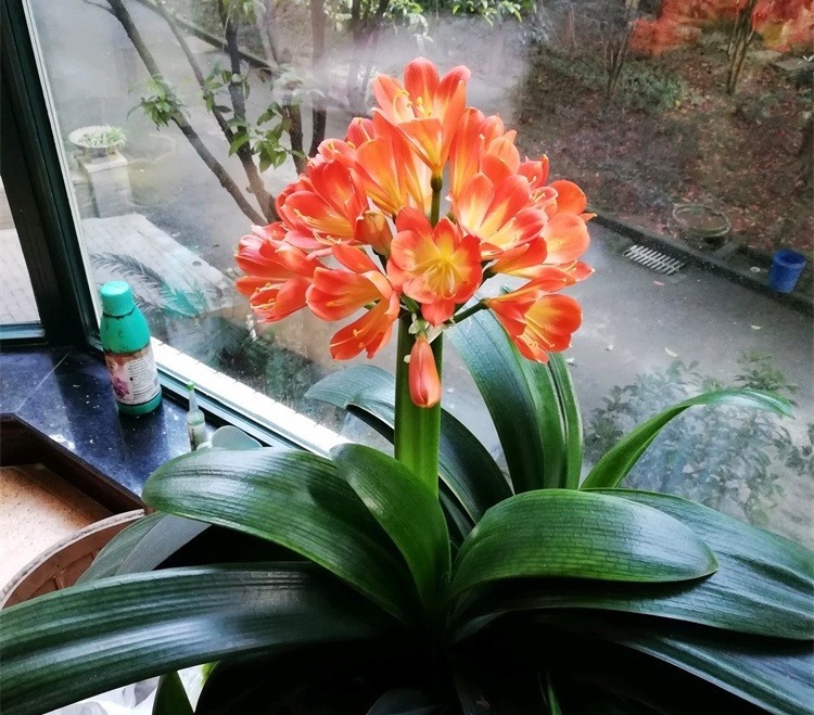 此“天然”有机肥，能防土板结、促花全面生长，淘米水不如“它”