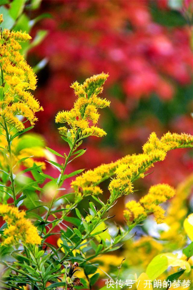 外来物种入侵济南！“加拿大一枝黄花”现身平阴河边