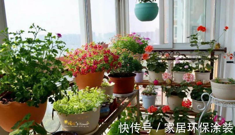 这4种植物真喜水,居家盆栽不用“特意”控水