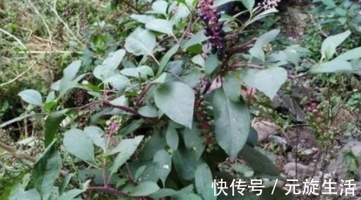 野草|它是农村的一种野草,价值珍贵,这是一种民间草药
