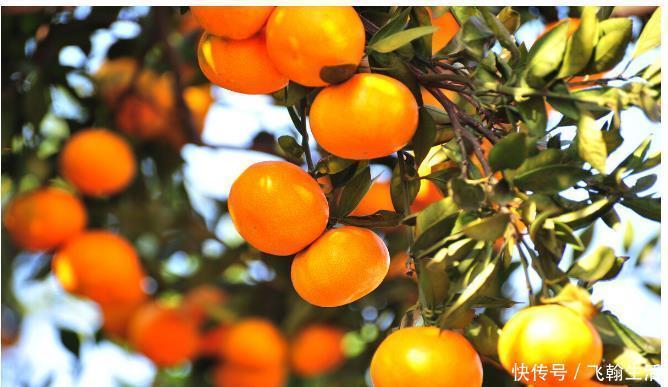 苦杏仁|适当吃苦味有益于身体健康，但3种“苦味”食物很危险，要谨记了