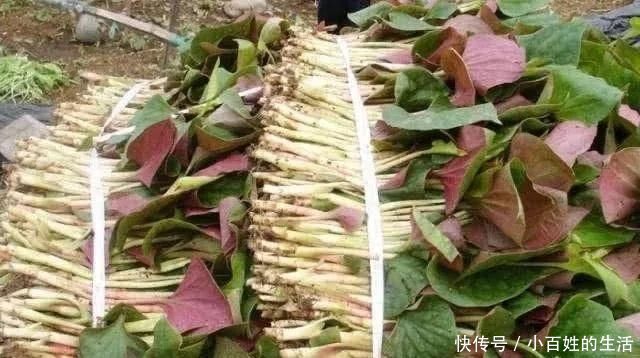 中国公认最好吃的7大野菜，你若是全吃过，请收下我的“膝盖”