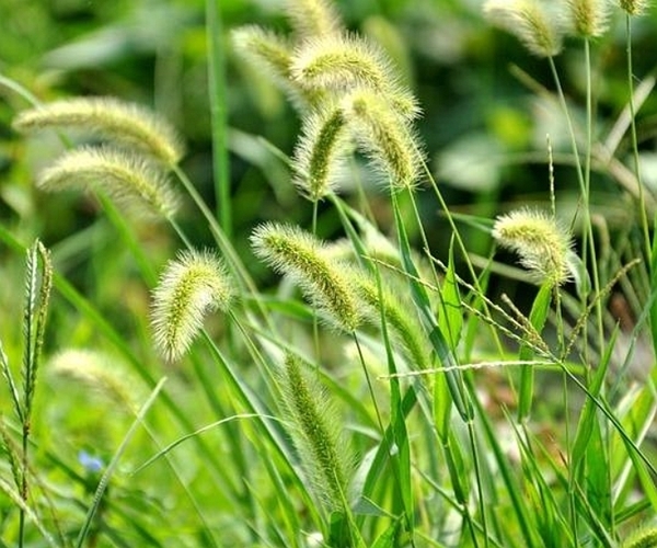 狗尾草|农村“狗尾巴草”煮水喝,没想到它还有这么多作用!千万别再浪费