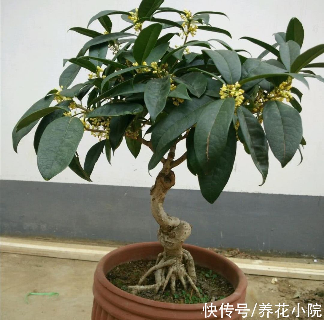 浇水|9月桂花还没开,给它多做3件事,很快就能开花,香飘满园