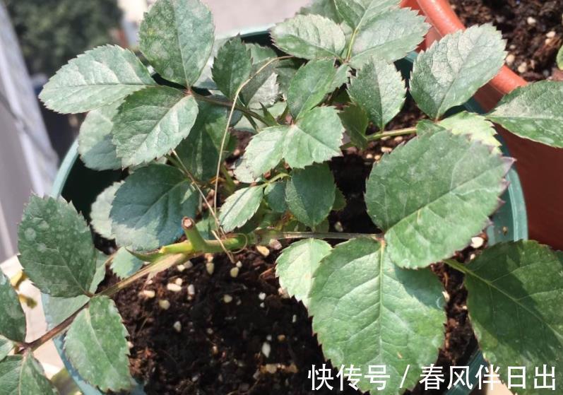 庭院|阳台、庭院、楼顶养花,有它就够了,爬藤月季果汁阳台