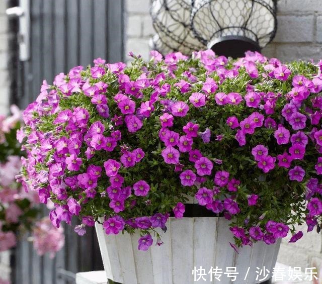 阳台变成“美花海”,全靠这2种花,花色明亮,花朵成簇