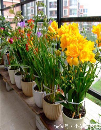 1种花“了不起”，秋天上盆，冬天花朵“爆盆”，比香水好闻10倍