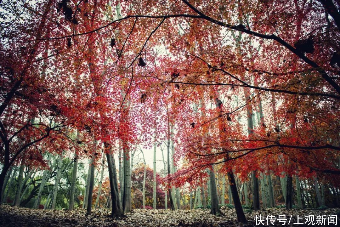 冬雨|冬雨浸润后的共青，别样动人