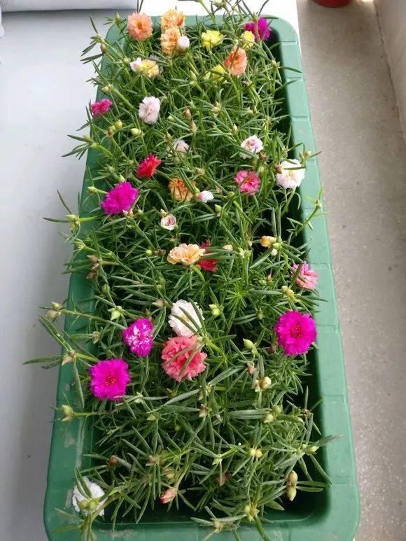 5种花现在插土里,下个月就开花,再热也不怕,别错过了