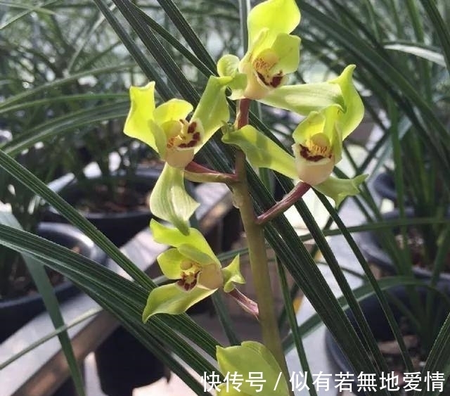 兰花要复壮，营养要跟上，怎样给兰花增加营养？