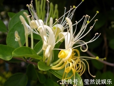风热|经常失眠睡不好,用此花泡水喝,去燥润肺,降血压,夜里睡得香甜