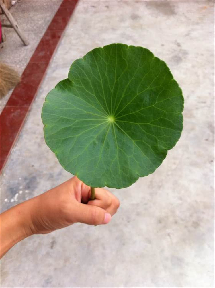 大神用这水养铜钱草,叶片像荷叶一样大,3个月爆盆成瀑布!