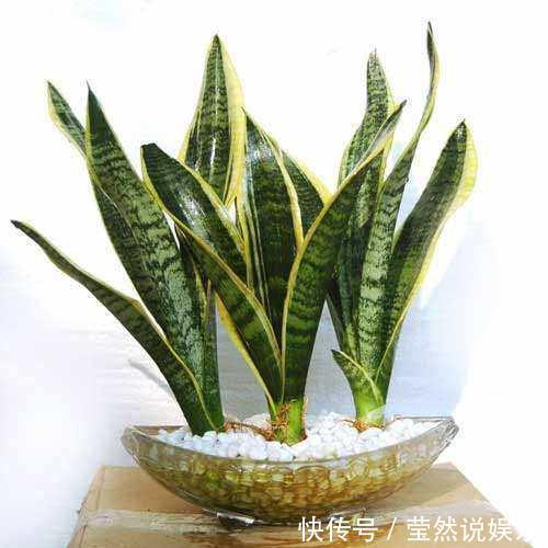 耐旱性|这5种常见植物最不喜欢浇水,一定要知道,避免养一盆死一盆!