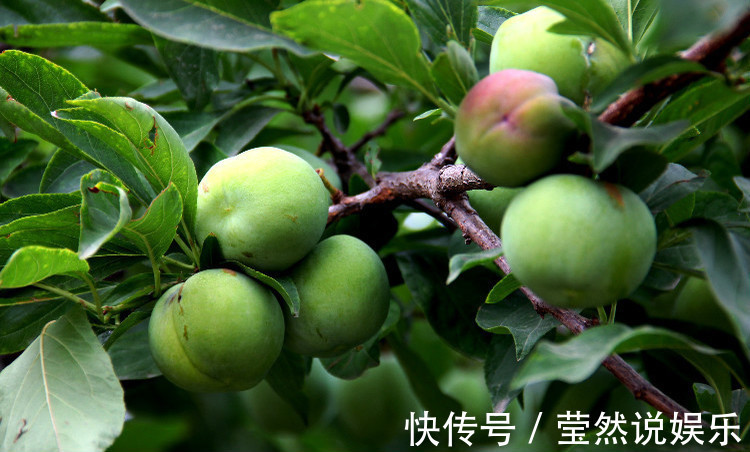 润肺|立秋后，咳嗽痰多很难受，莫慌！不妨多食此果，润肺止咳，降血压