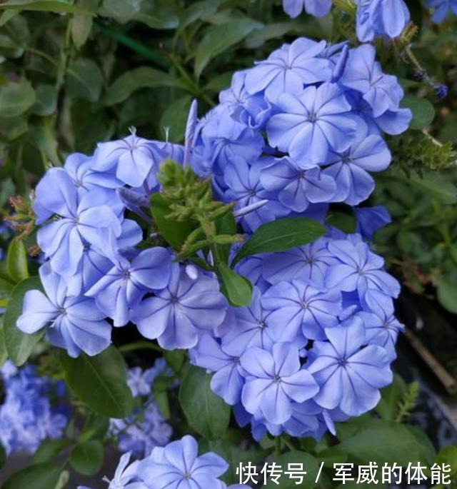 夏季将至,养几种耐热耐晒的花,不用挪来挪去,光照越强开花越旺!