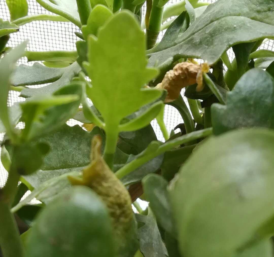 关于长寿花过夏和老桩开花的问题,有些话不吐不快