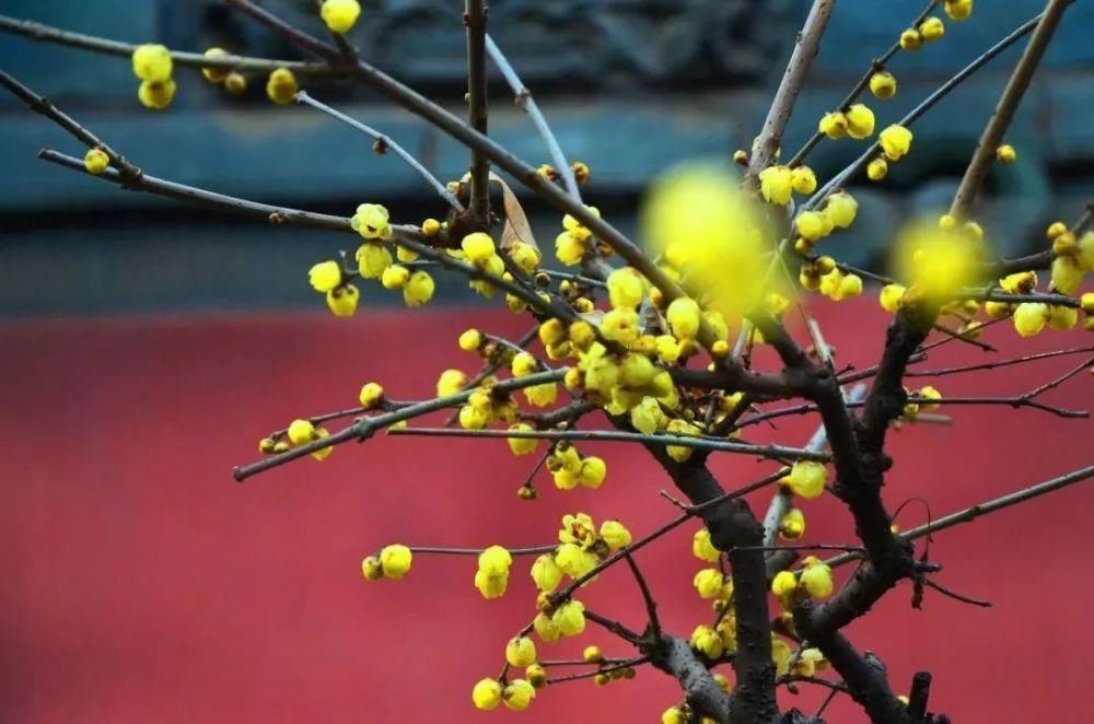 腊八节|十首腊八的诗词,品味诗书中的腊八节!