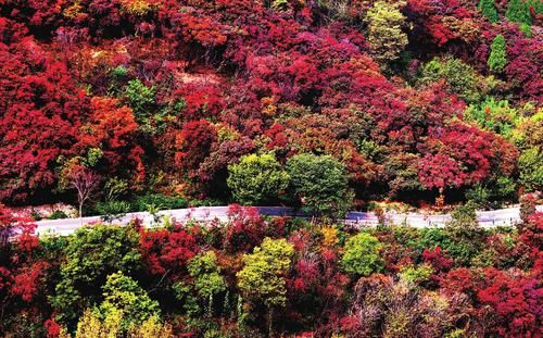 红叶节|红叶谷漫山红遍 景区倡导游客错峰出行