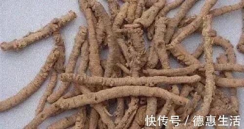 益智仁|三味中藥泡茶喝，精力充沛、延緩器官衰老，50歲像30歲