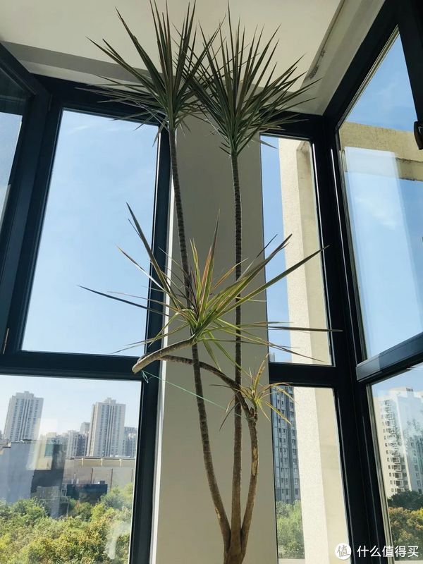 厨房|不要定制柜，6米客厅0杂物，全屋宜家却比豪宅还精致！！