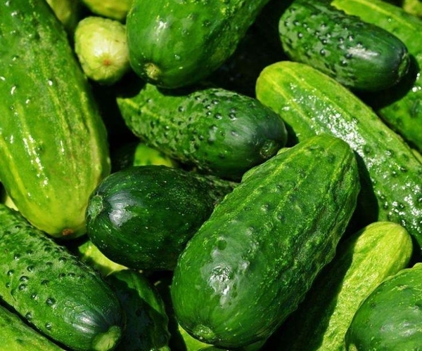 禁忌|富人吃虫草，穷人吃黄瓜，吃黄瓜的4个禁忌要牢记，别不在意！