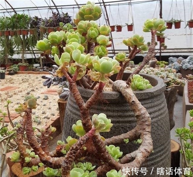 悬崖|这6种多肉养成悬崖桩,价格贵、颜值高,看起来真过瘾