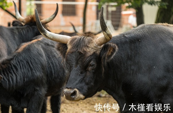 中晚年|属牛人的中晚年宿命，尤其是73年、49年的，不是一般准！