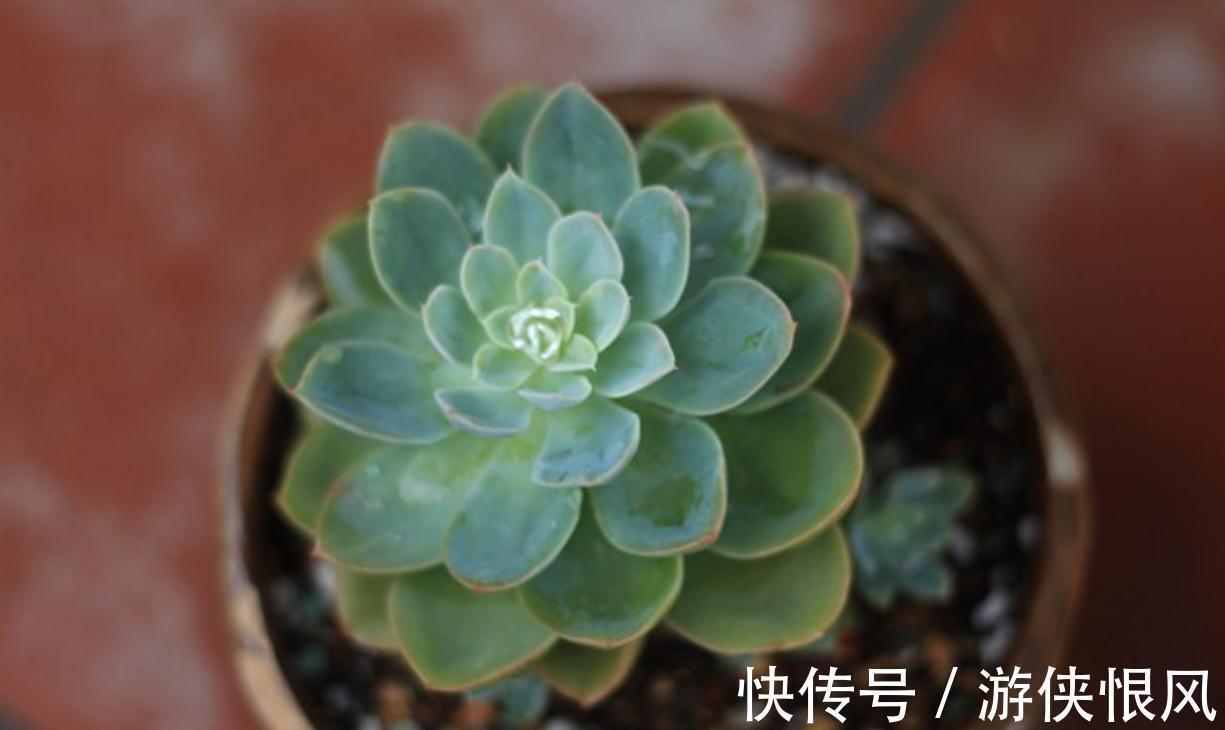 别忽略多肉的6个求救信号,做错1个都不行,不然轻松化水