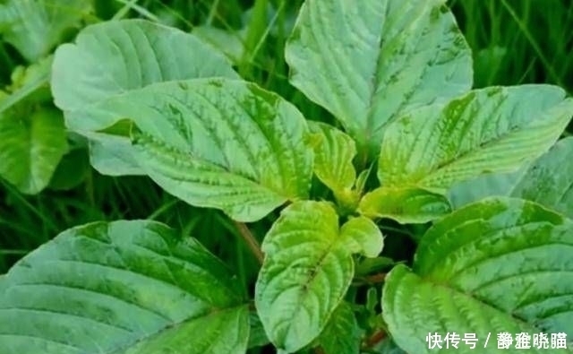 原汁原味的绿色野菜在农村有着独特的味道，又嫩又好吃