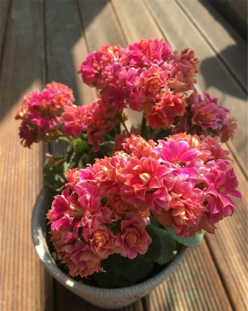 5种“耐寒花”,适合冬天养,多晒“少管”,爱开花