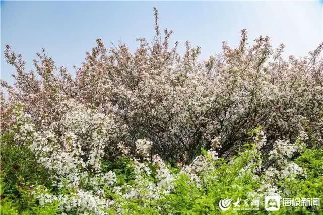 这就是山东泰山极顶海棠花开粉白花朵扮靓天街