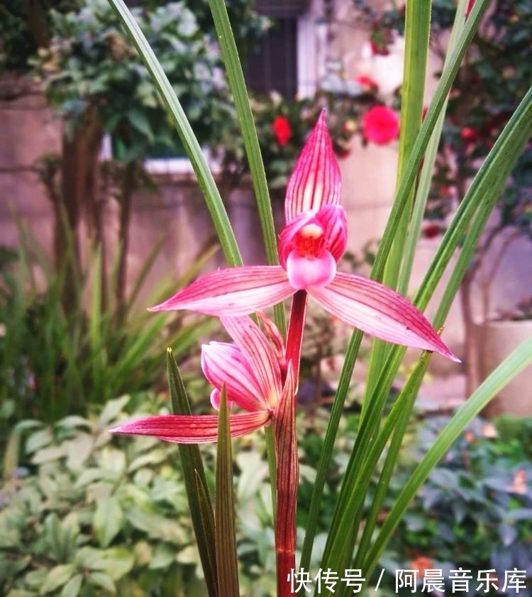 曾经的国兰第一“红素”，现跌落神坛，品相完美，养过的都是牛人