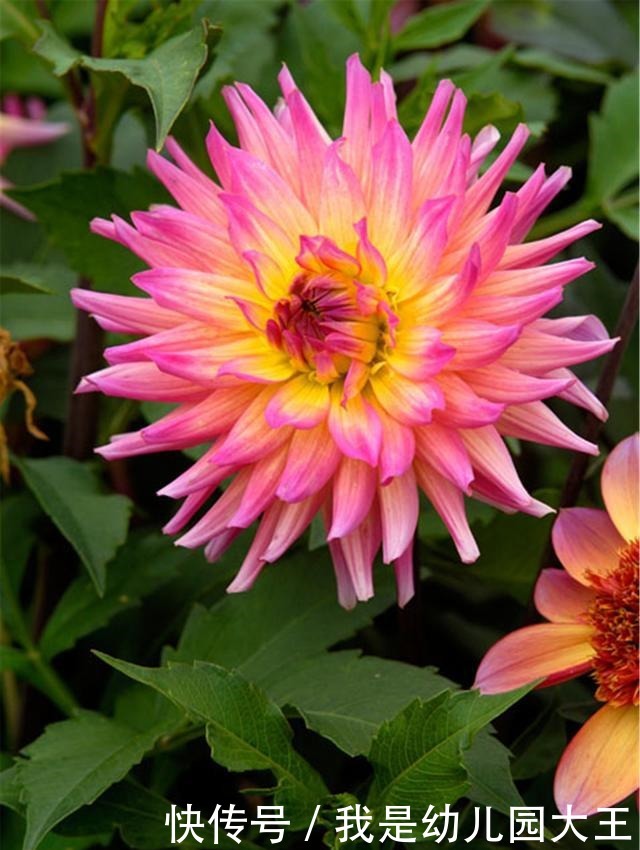 养了就“稳赚”的4种花，一盆变多盆，多盆变无数盆！