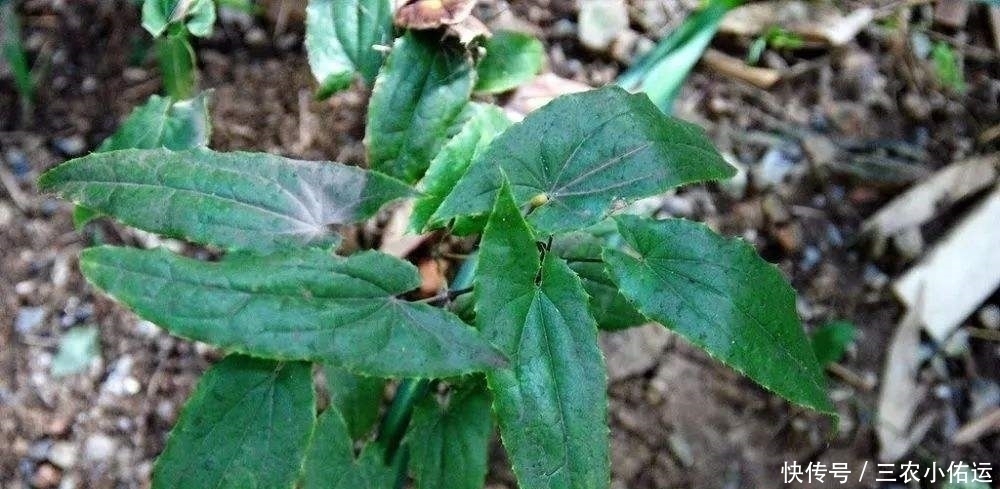 中年|农村一种植物野草，羊吃会发情，补肾，农民常用来泡酒