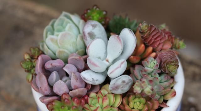 烂根|新手养多肉,教你“几招”,个个长得旺,远离烂根、化水