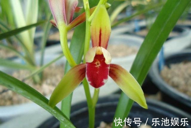 鸡血|性价比最高的兰花,花色鲜红如鸡血,花香浓郁如香水,比绿萝好养