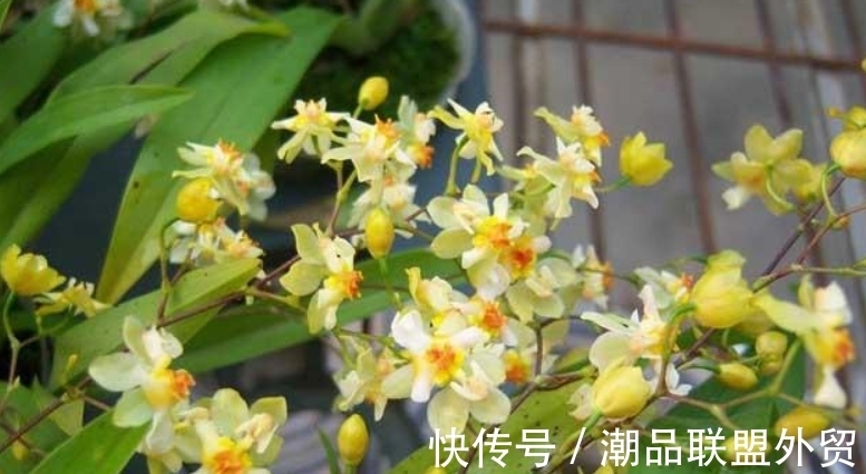 兰花“太娇气”,家中养不好,养这2种试试,室内也能年年开花