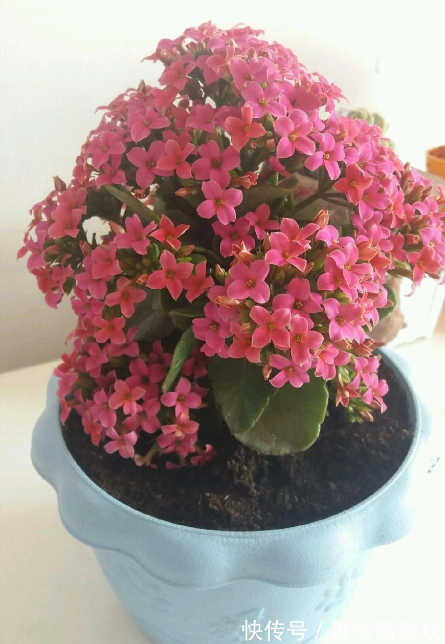 适合客厅养的“6种花”,一个比一个好养,一个比一个好看