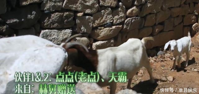 陈赫|《向往的生活》小H开发布会,细数蘑菇屋的小可爱,你还记得几个