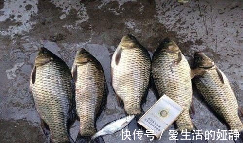曲酒|不用蚯蚓和红虫,晚春用这三种“民间配方”上的都是大鲫鱼