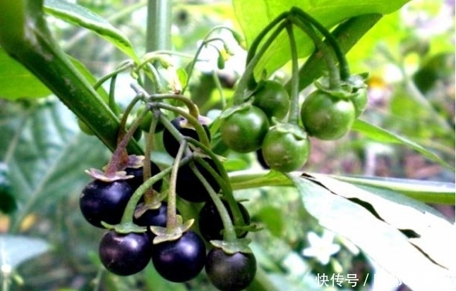提个醒|提个醒:农村大山碰到此种野果,记得摘回家,有着大用处
