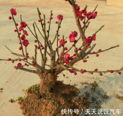 5种“不怕冷”的花，现在养一盆正当时，花艳色美香味浓，好养