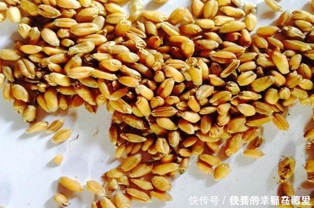 麦粒|3种麦粒鱼饵制作方法分享,想学的别错过